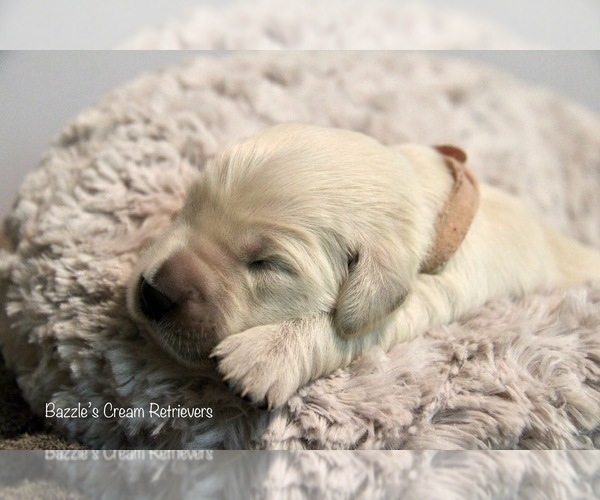 Medium Photo #1  Breeder Profile in NASHVILLE, IN, USA