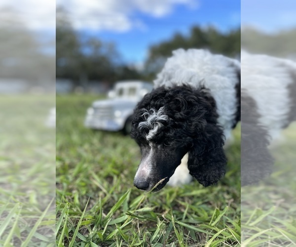 Medium Photo #6  Breeder Profile in BRANDON, FL, USA