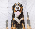 Small Photo #3  Breeder Profile in DUNDEE, OH, USA