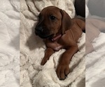 Small #11 Breeder Profile image