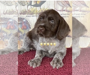 Wirehaired Pointing Griffon Dog Breeder in ATHENS,  USA