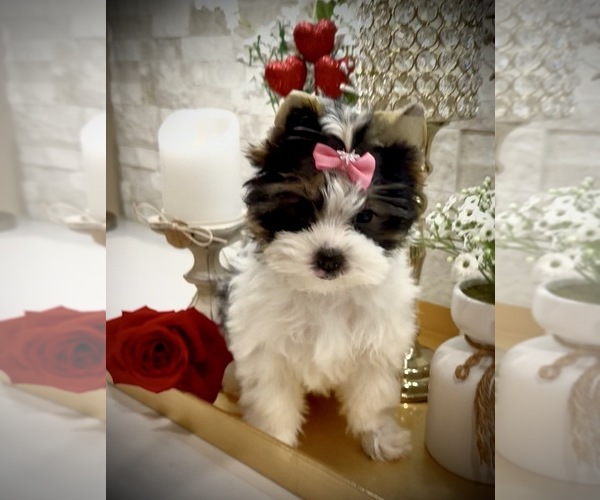 Medium Photo #9  Breeder Profile in PLANO, TX, USA