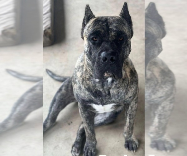 Medium Photo #1  Breeder Profile in TURLOCK, CA, USA