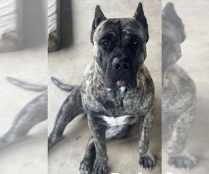 Presa Canario Dog Breeder near TURLOCK, CA, USA