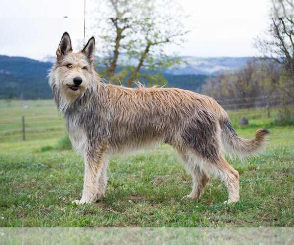 Medium Photo #1  Breeder Profile in DURANGO, CO, USA