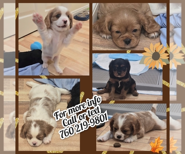 Medium Photo #1  Breeder Profile in JOSHUA TREE, CA, USA