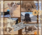 Small breeder photo