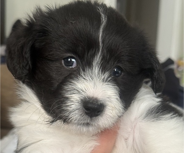 Medium Photo #4  Breeder Profile in CRESCENT CITY, CA, USA