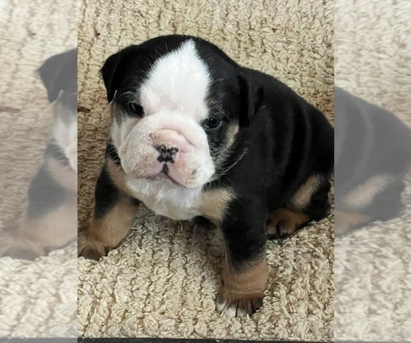 Medium Photo #1  Breeder Profile in POQUOSON, VA, USA