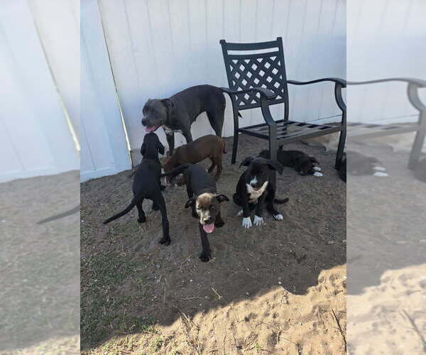 Medium Photo #1  Breeder Profile in SEBASTIAN, FL, USA