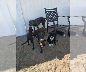 American Bully-Cane Corso Mix Dog Breeder near SEBASTIAN, FL, USA