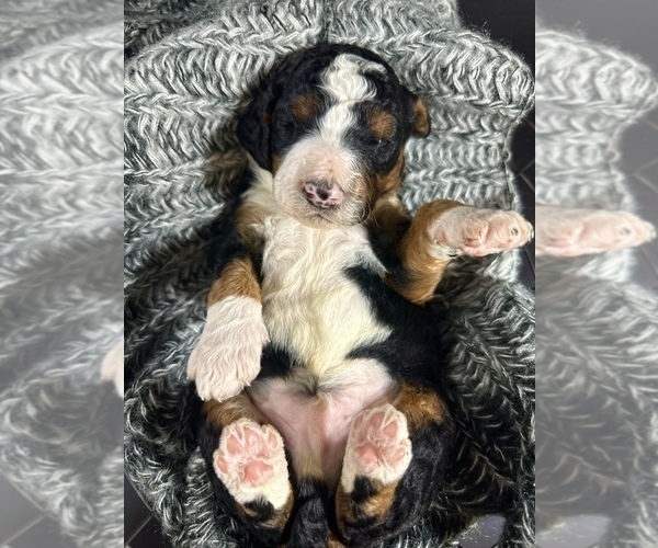 Medium Photo #2  Breeder Profile in HERNANDO, FL, USA