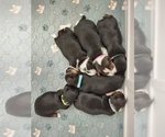 Small #27 Breeder Profile image