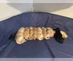 Small breeder photo