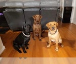 Small breeder photo