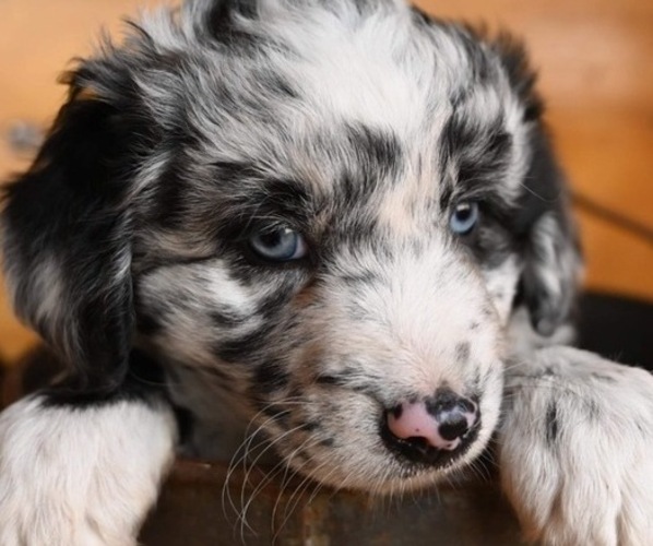 Medium Photo #2  Breeder Profile in GARLAND, KS, USA