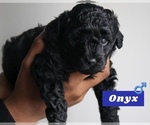 Small breeder photo