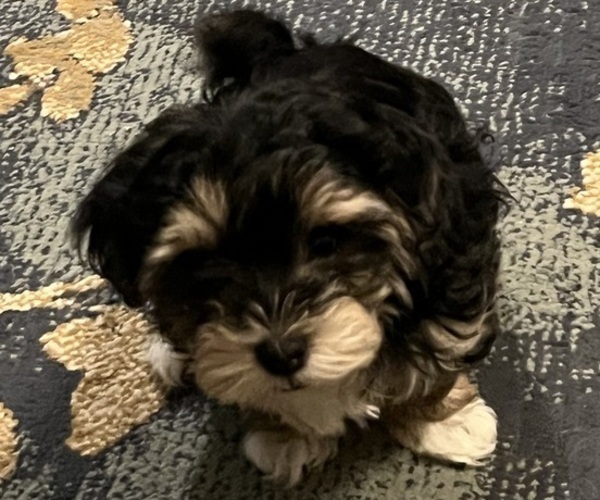 Medium Photo #1  Breeder Profile in BELLINGHAM, WA, USA