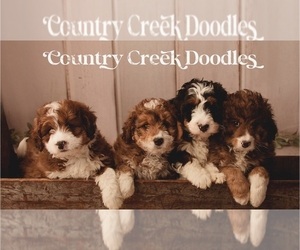 Bernedoodle (Miniature) Dog Breeder near TIPTON, IN, USA
