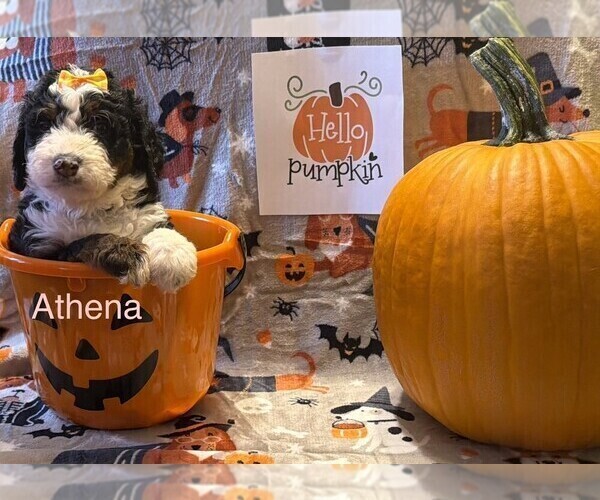 Medium Photo #4  Breeder Profile in KINGSPORT, TN, USA