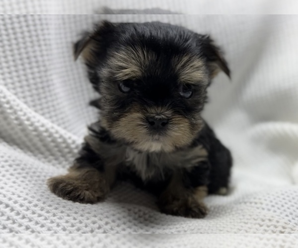 Medium Photo #1  Breeder Profile in OWENSBORO, KY, USA