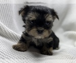 Small breeder photo