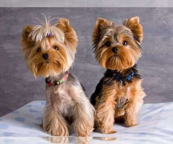 Medium Photo #1  Breeder Profile in HESPERIA, CA, USA