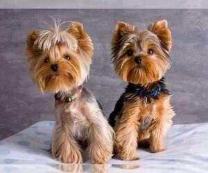 Medium Breeder Profile Photo