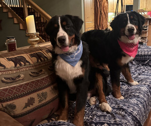 Bernese Mountain Dog Dog Breeder near FAIRLAND, OK, USA