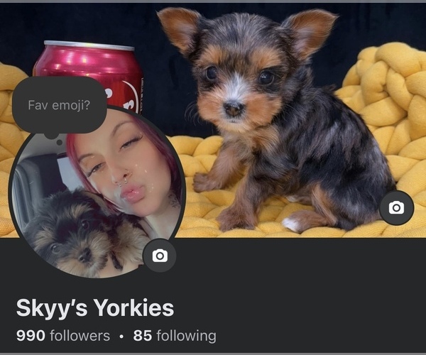 Medium Photo #1  Breeder Profile in PENSACOLA, FL, USA