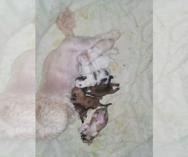 Medium Photo #1  Breeder Profile in APPLE VALLEY, CA, USA