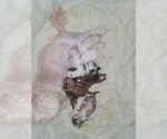 Small breeder photo