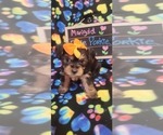 Small #232 Breeder Profile image
