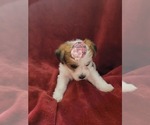 Small #139 Breeder Profile image