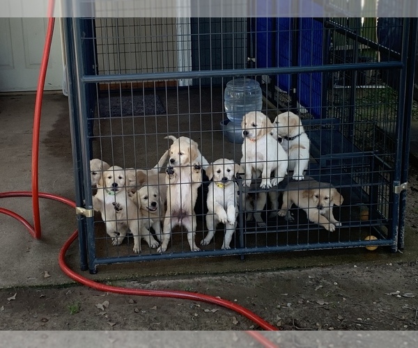 Medium Photo #4  Breeder Profile in FLINT, TX, USA