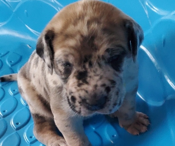 Medium Photo #1  Breeder Profile in WOOSTER, OH, USA