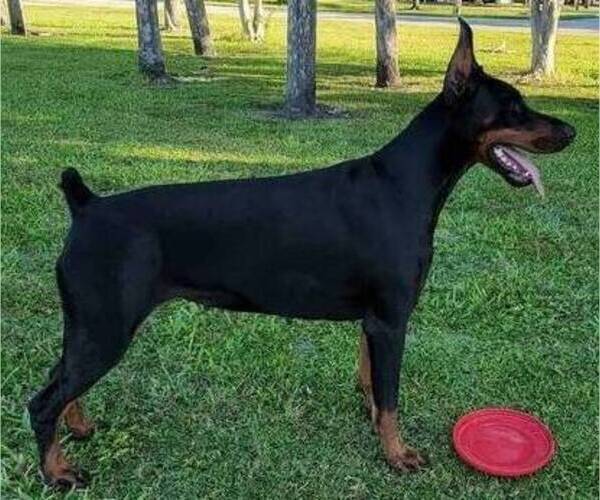 Medium Photo #1  Breeder Profile in NASHVILLE, TN, USA