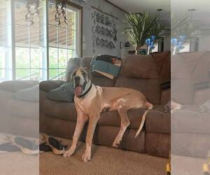 Great Dane Dog Breeder near GUYS, TN, USA