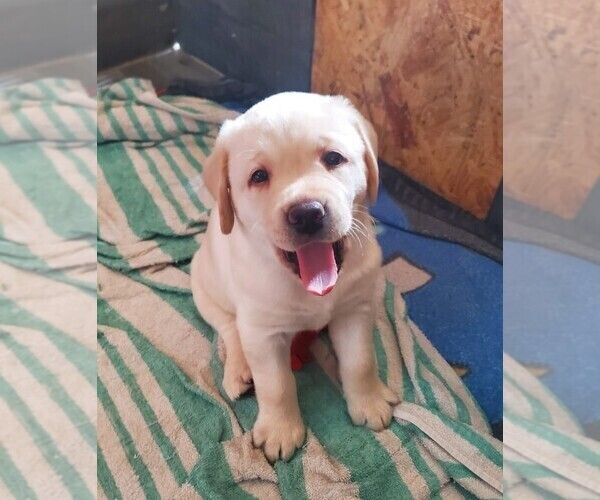 Medium Photo #1  Breeder Profile in RANCHO CUCAMONGA, CA, USA