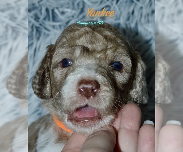 Medium Photo #8  Breeder Profile in POST FALLS, ID, USA