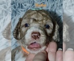 Small #7 Breeder Profile image