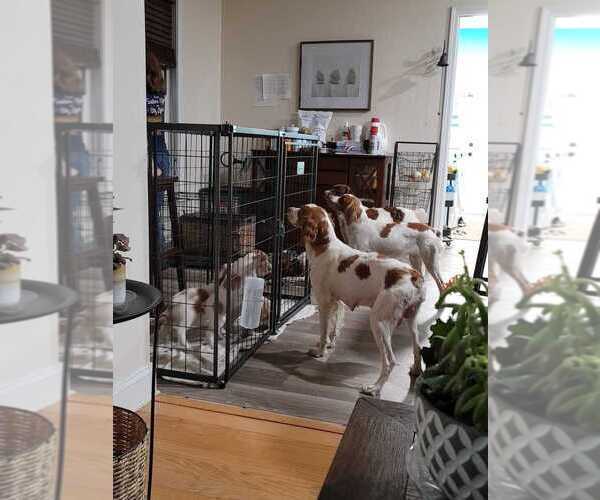 Medium Photo #135  Breeder Profile in HORTENSE, GA, USA