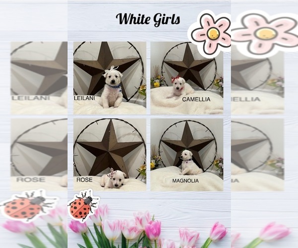 Medium Photo #17  Breeder Profile in GRIFFIN, GA, USA