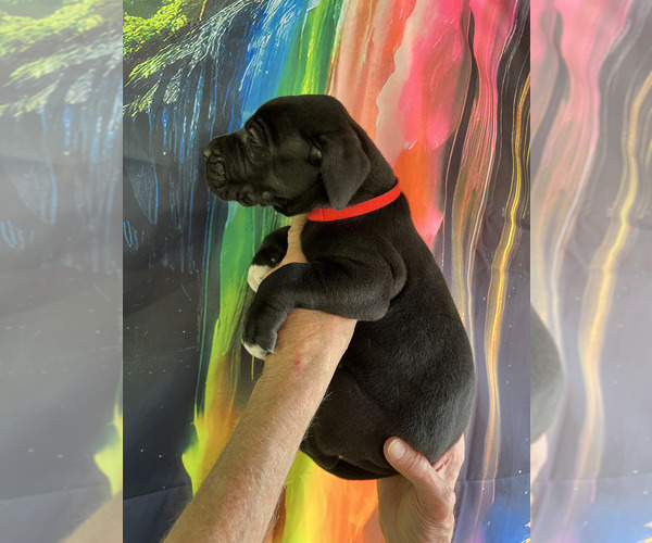 Medium Photo #7  Breeder Profile in ORR, MN, USA