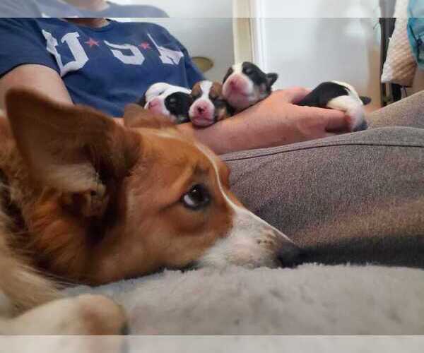 Medium Photo #1  Breeder Profile in TUCSON, AZ, USA