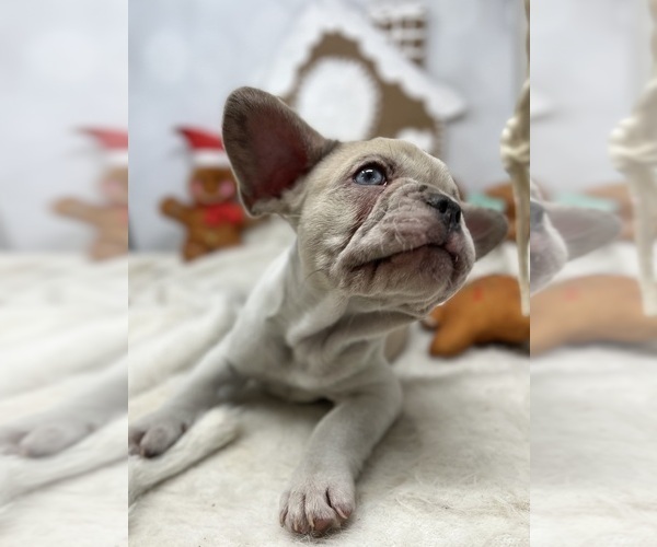 Medium Photo #4  Breeder Profile in PENN VALLEY, CA, USA