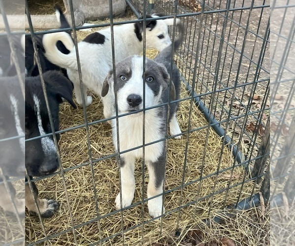 Medium Photo #9  Breeder Profile in DEXTER, NY, USA