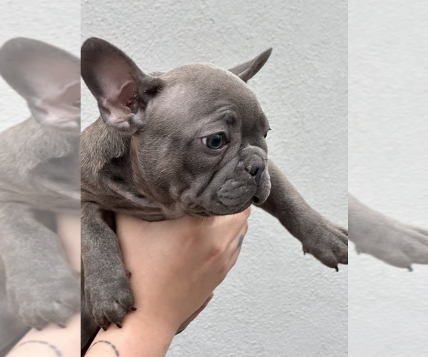 Medium Photo #7  Breeder Profile in SALINAS, CA, USA