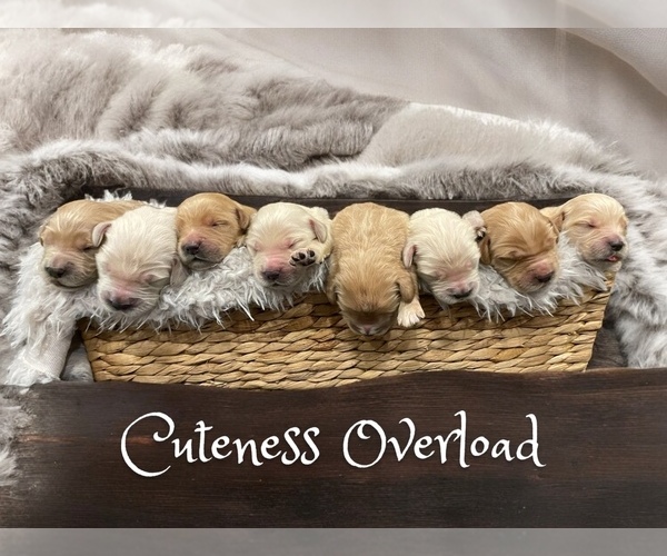 Medium Photo #1  Breeder Profile in CATASAUQUA, PA, USA