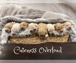 Small breeder photo